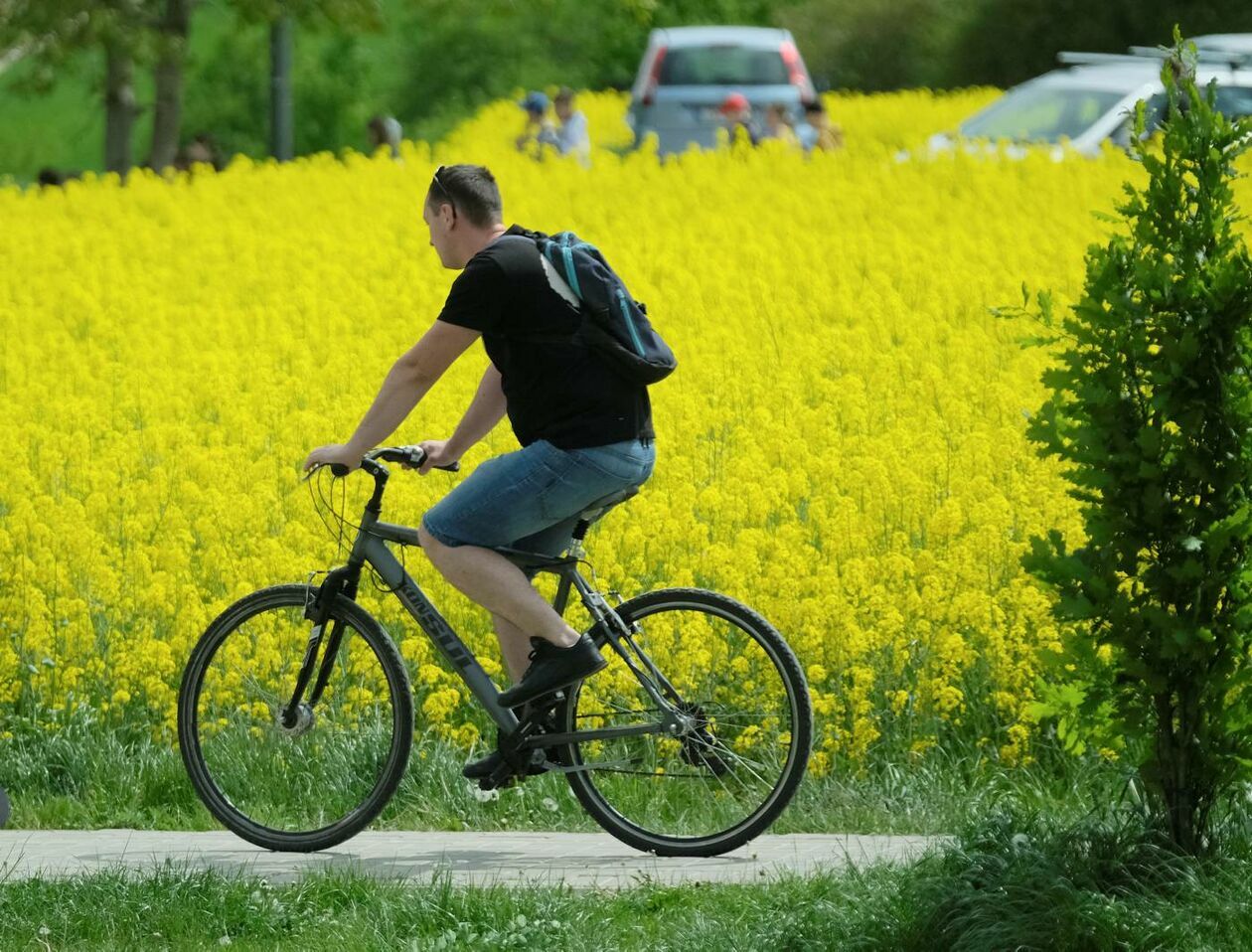  Pole rzepaku w Lublinie przy ul. Jantarowej (zdjęcie 12) - Autor: Maciej Kaczanowski