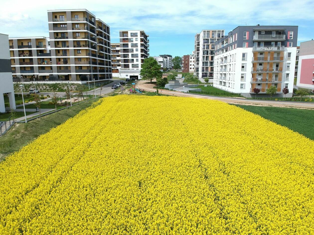  Pole rzepaku w Lublinie przy ul. Jantarowej (zdjęcie 8) - Autor: Maciej Kaczanowski