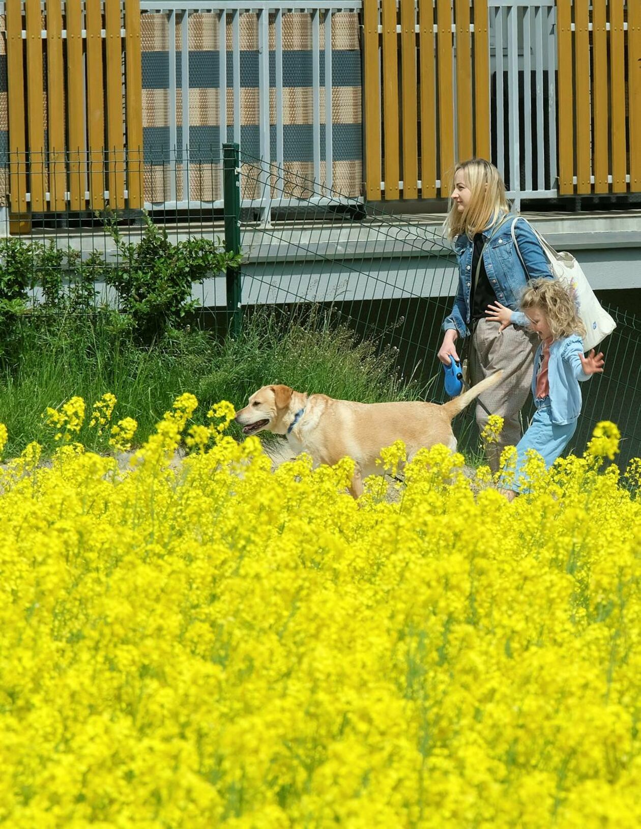  Pole rzepaku w Lublinie przy ul. Jantarowej (zdjęcie 13) - Autor: Maciej Kaczanowski