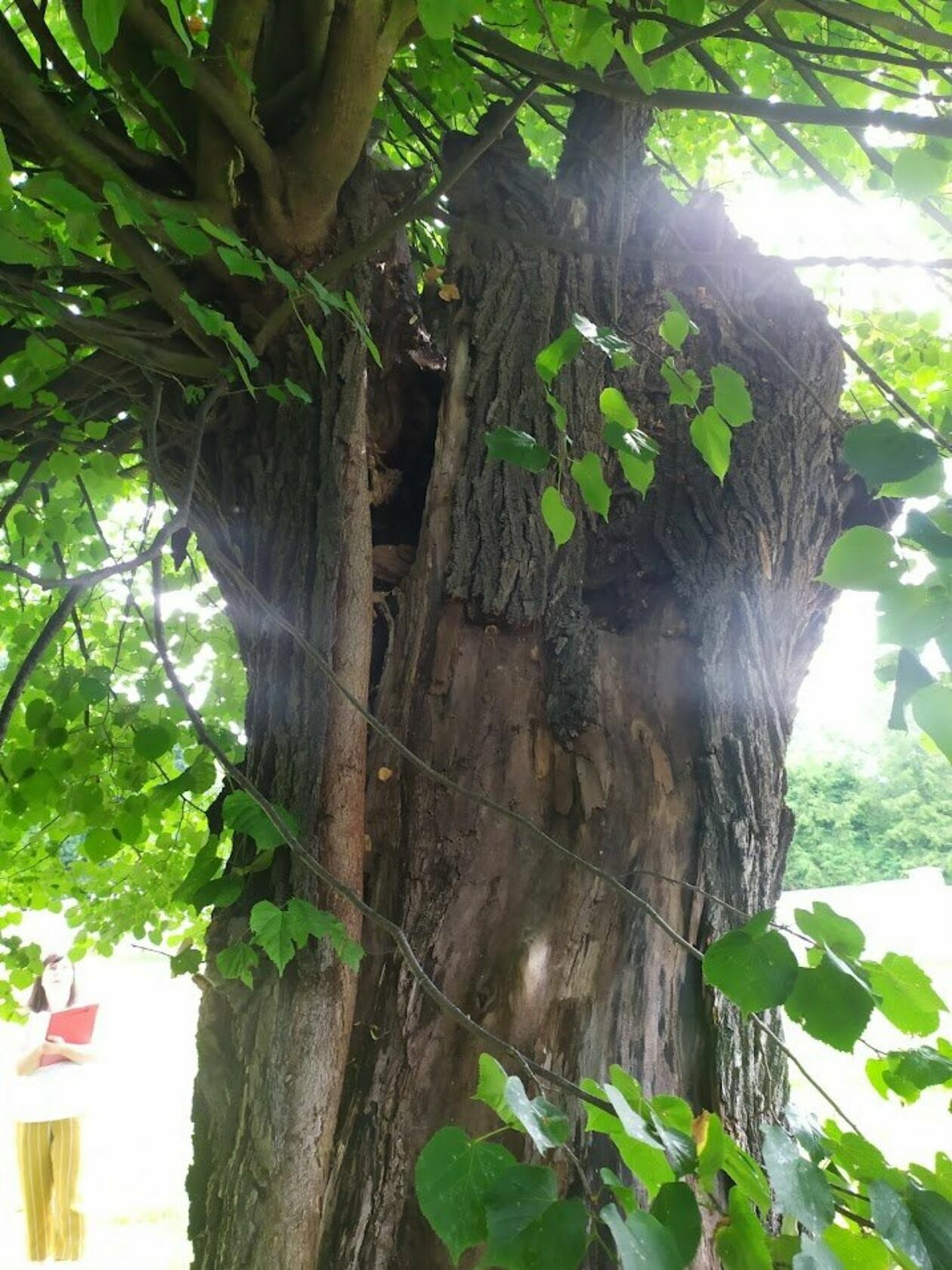  Uszkodzone drzewa w Dysie (zdjęcie 1) - Autor: Wojewódzki Konserwator Zabytków w Lublinie