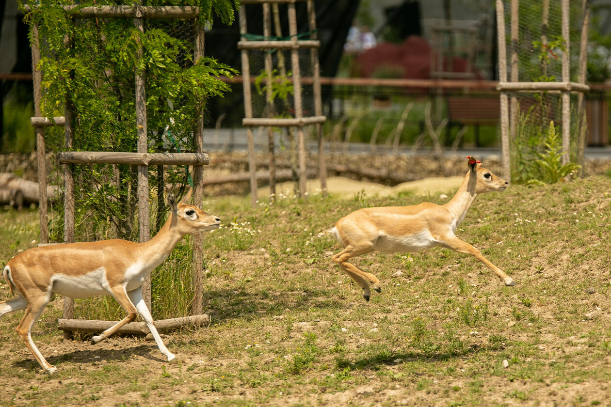  Ogród Zoologiczny w Zamościu (zdjęcie 1) - Autor: Kazimierz Chmiel