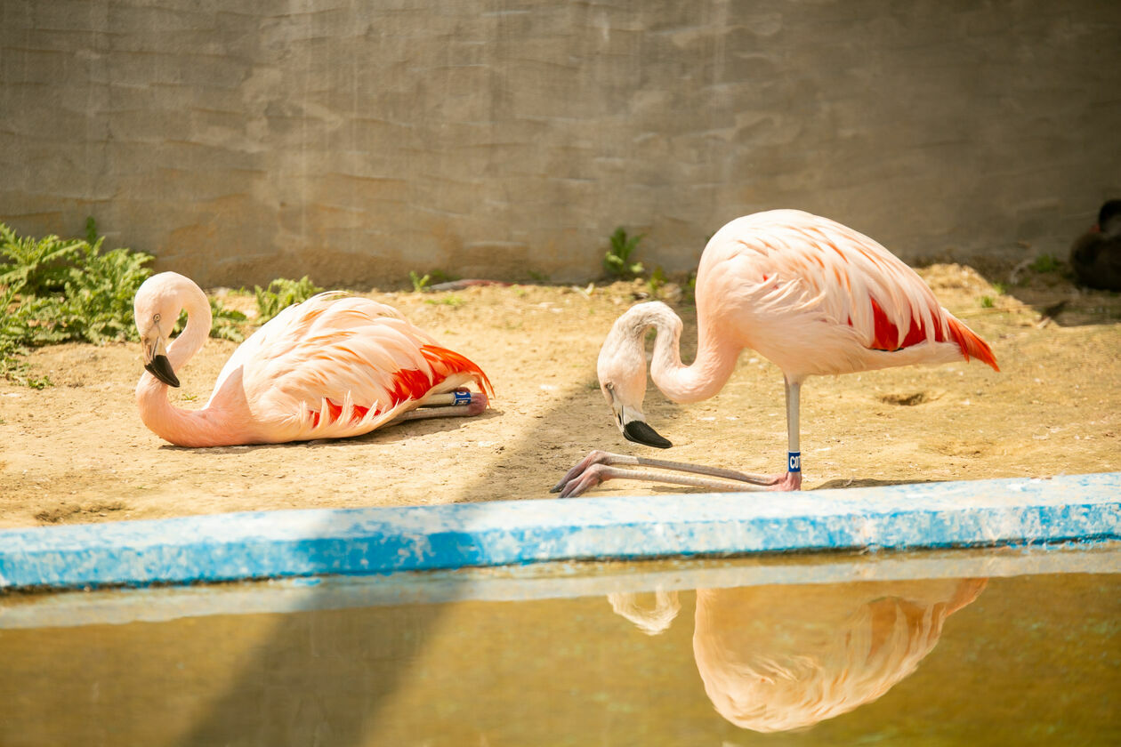  Ogród Zoologiczny w Zamościu (zdjęcie 1) - Autor: Kazimierz Chmiel