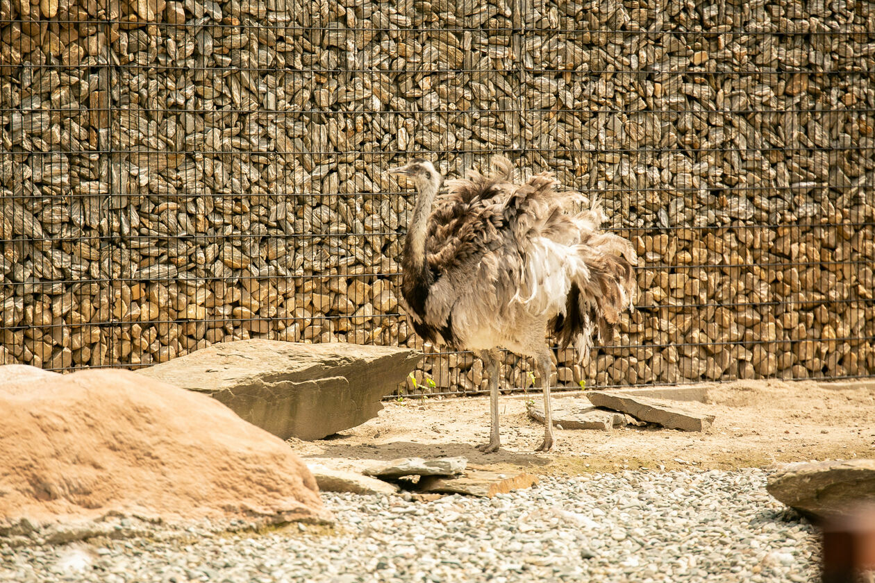  Ogród Zoologiczny w Zamościu (zdjęcie 1) - Autor: Kazimierz Chmiel