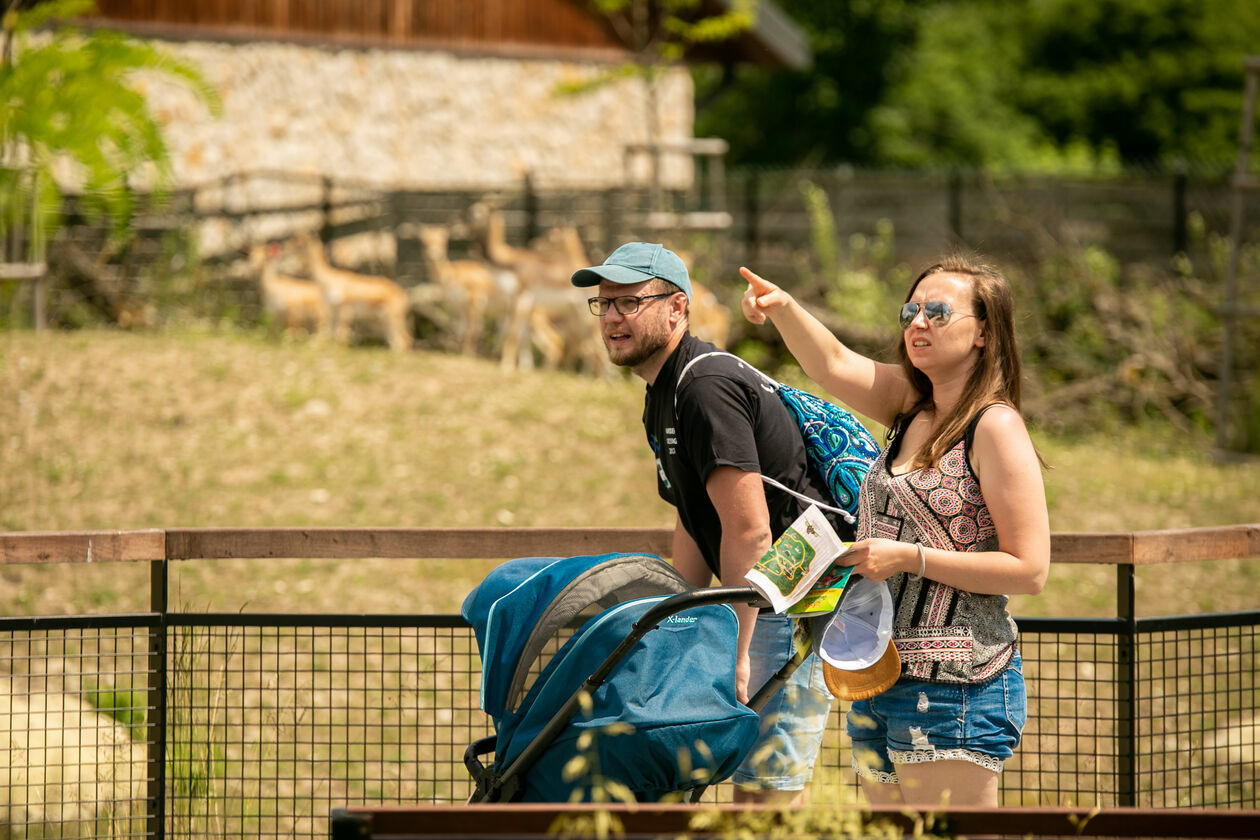  Ogród Zoologiczny w Zamościu (zdjęcie 1) - Autor: Kazimierz Chmiel