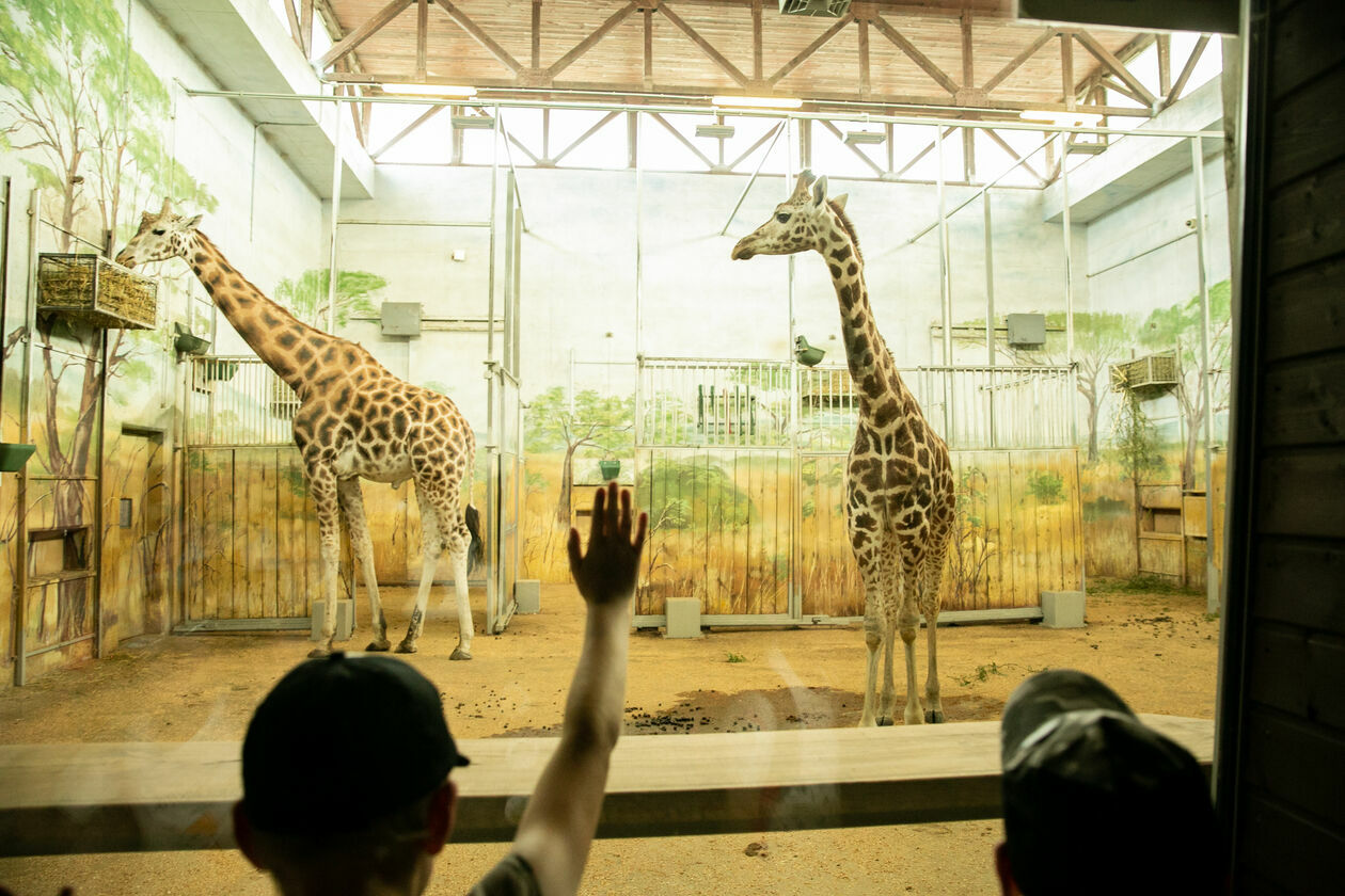  Ogród Zoologiczny w Zamościu (zdjęcie 1) - Autor: Kazimierz Chmiel