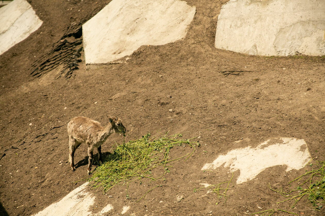  Ogród Zoologiczny w Zamościu (zdjęcie 1) - Autor: Kazimierz Chmiel