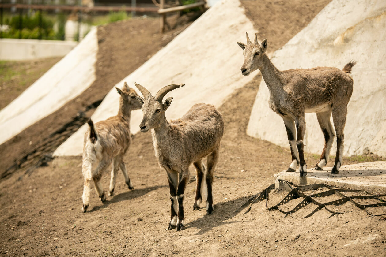  Ogród Zoologiczny w Zamościu (zdjęcie 1) - Autor: Kazimierz Chmiel