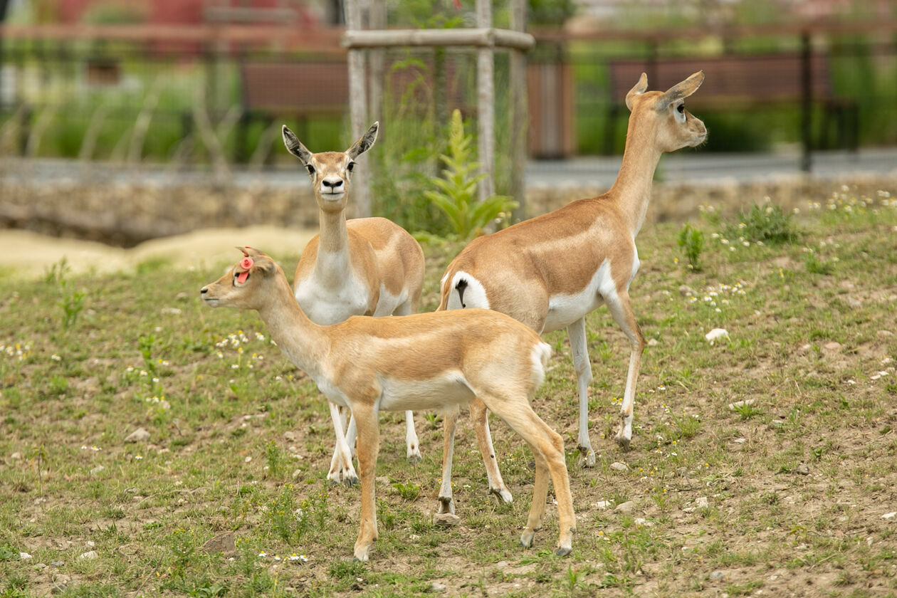  Ogród Zoologiczny w Zamościu (zdjęcie 1) - Autor: Kazimierz Chmiel