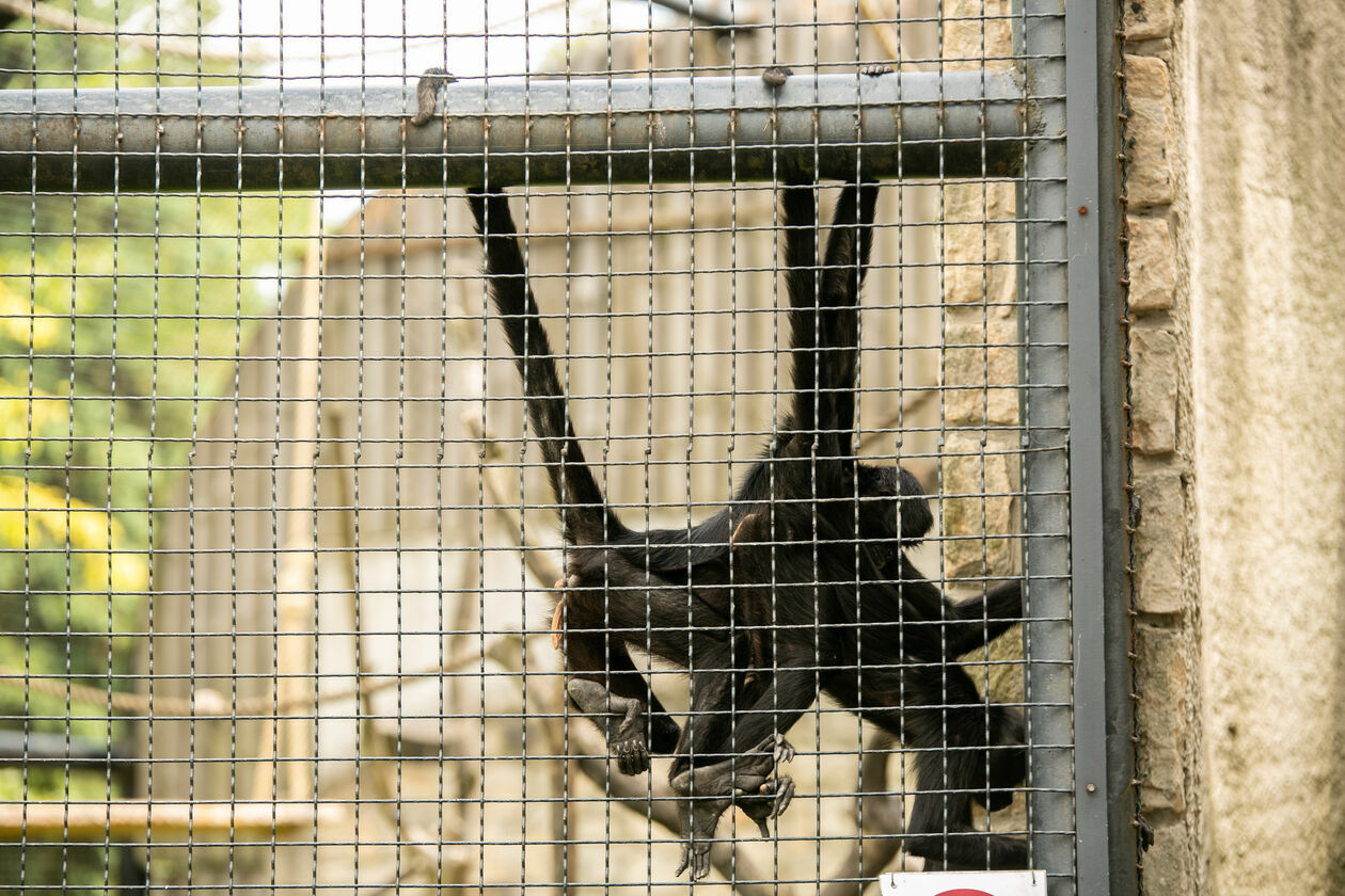  Ogród Zoologiczny w Zamościu (zdjęcie 1) - Autor: Kazimierz Chmiel