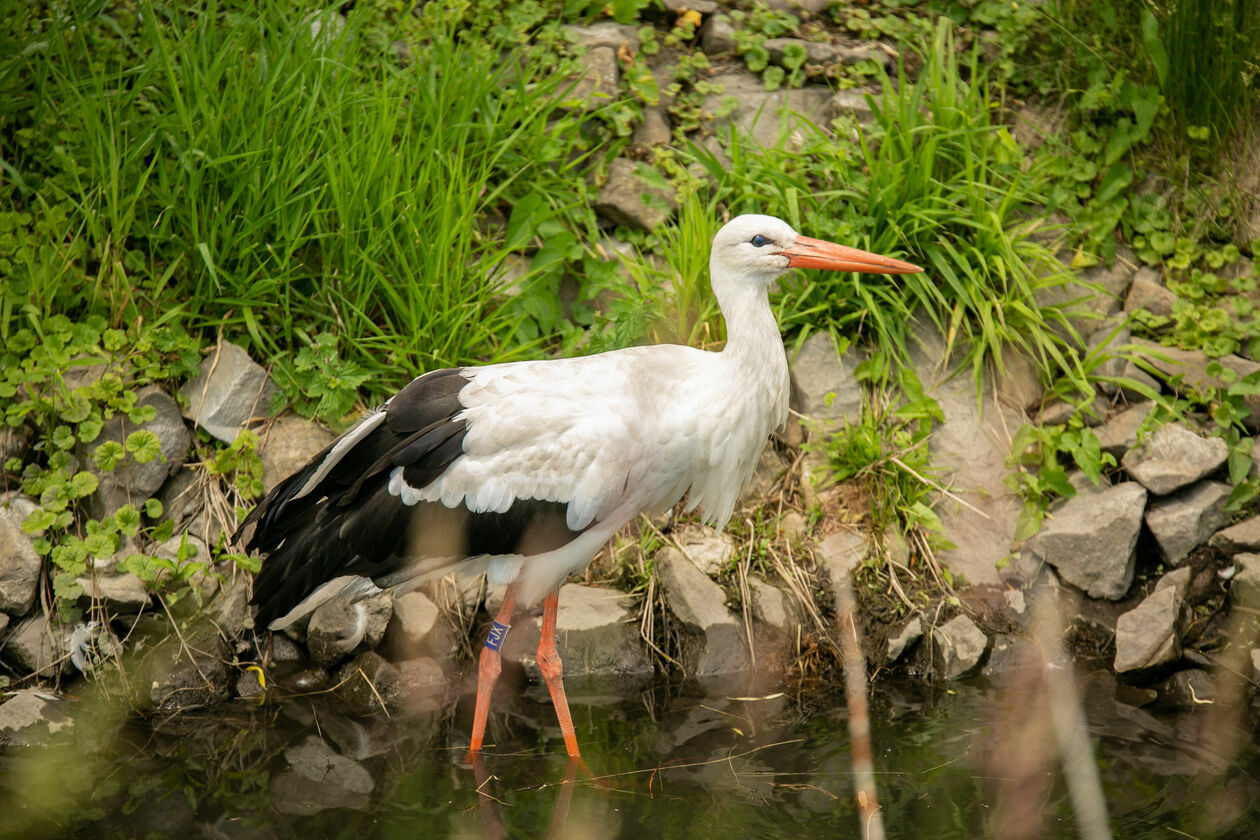  Ogród Zoologiczny w Zamościu (zdjęcie 1) - Autor: Kazimierz Chmiel