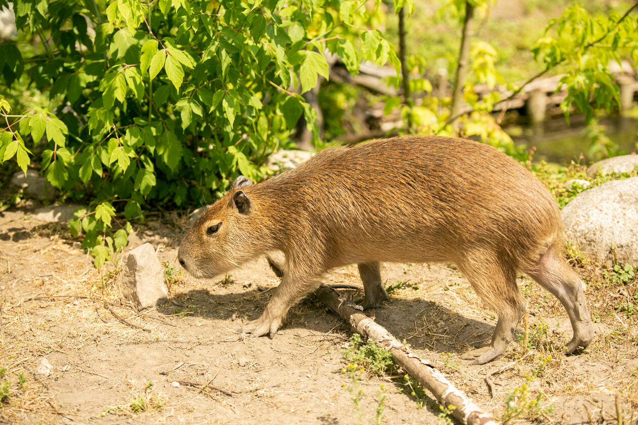  Ogród Zoologiczny w Zamościu (zdjęcie 1) - Autor: Kazimierz Chmiel