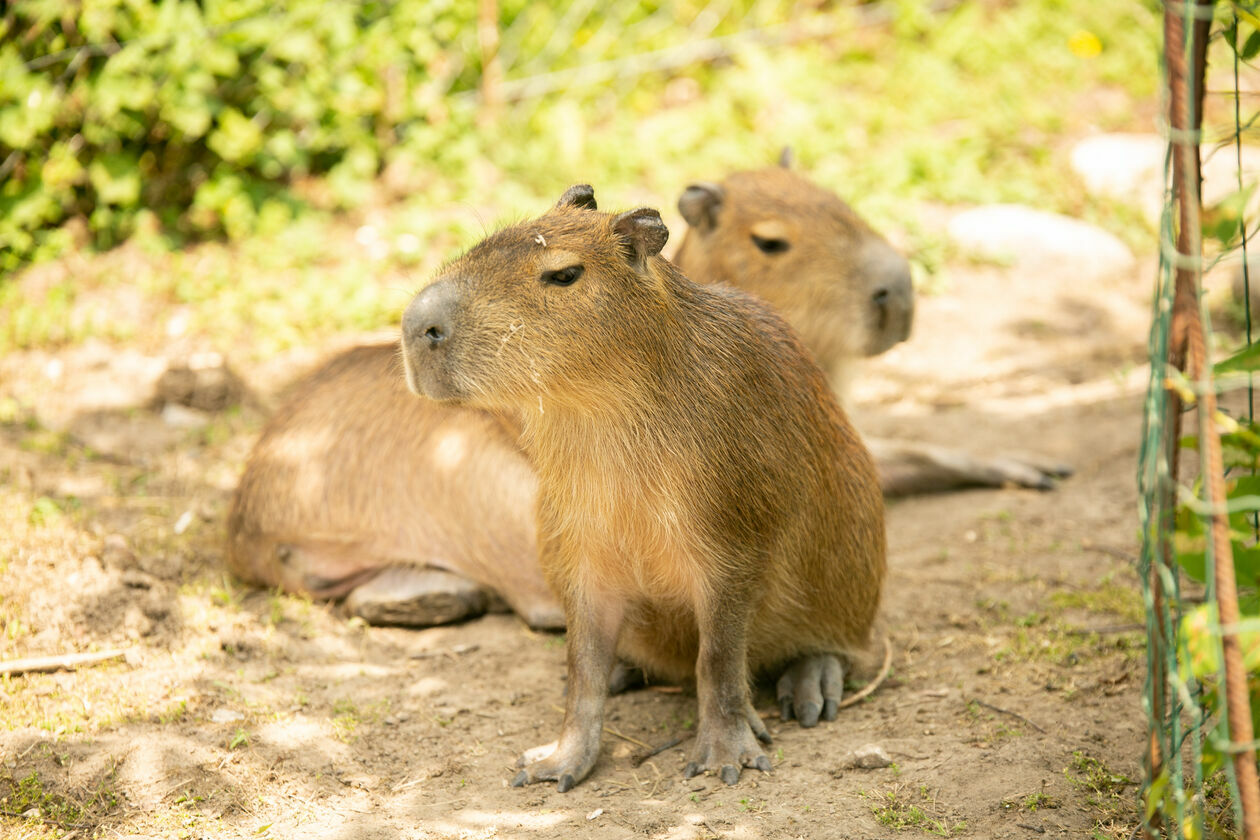  Ogród Zoologiczny w Zamościu (zdjęcie 1) - Autor: Kazimierz Chmiel