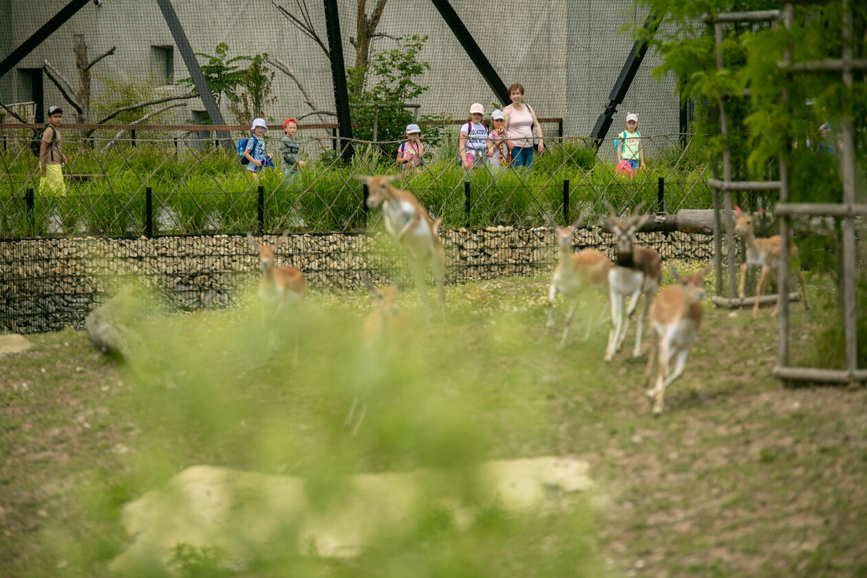  Ogród Zoologiczny w Zamościu (zdjęcie 1) - Autor: Kazimierz Chmiel