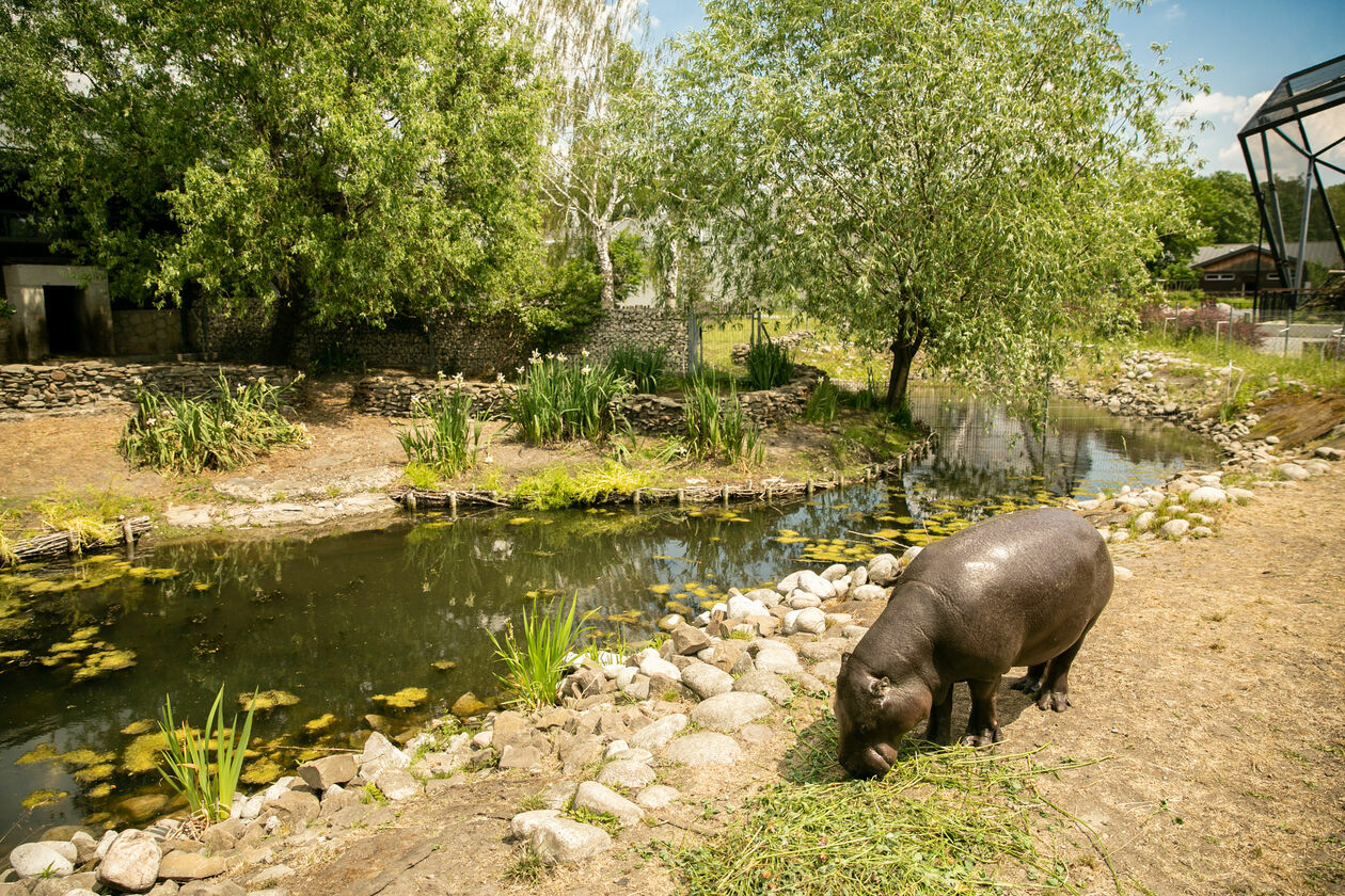  Ogród Zoologiczny w Zamościu (zdjęcie 1) - Autor: Kazimierz Chmiel