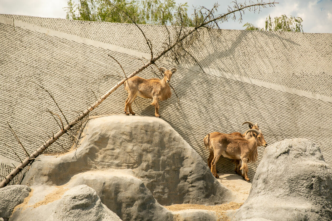  Ogród Zoologiczny w Zamościu (zdjęcie 1) - Autor: Kazimierz Chmiel