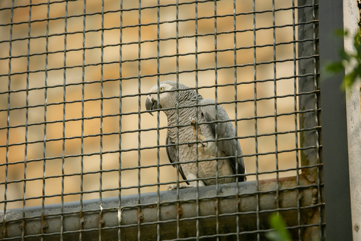  Ogród Zoologiczny w Zamościu (zdjęcie 1) - Autor: Kazimierz Chmiel