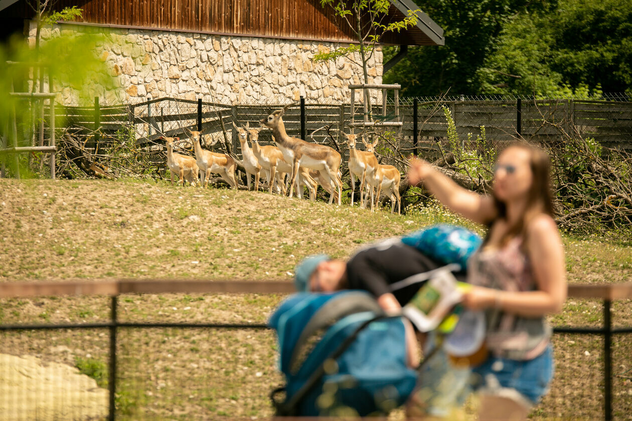  Ogród Zoologiczny w Zamościu (zdjęcie 1) - Autor: Kazimierz Chmiel