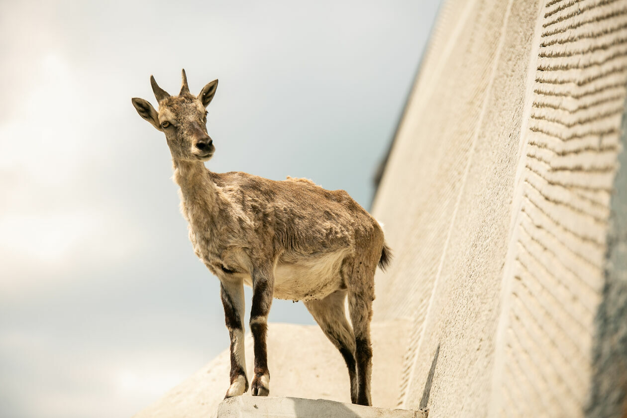  Ogród Zoologiczny w Zamościu (zdjęcie 1) - Autor: Kazimierz Chmiel