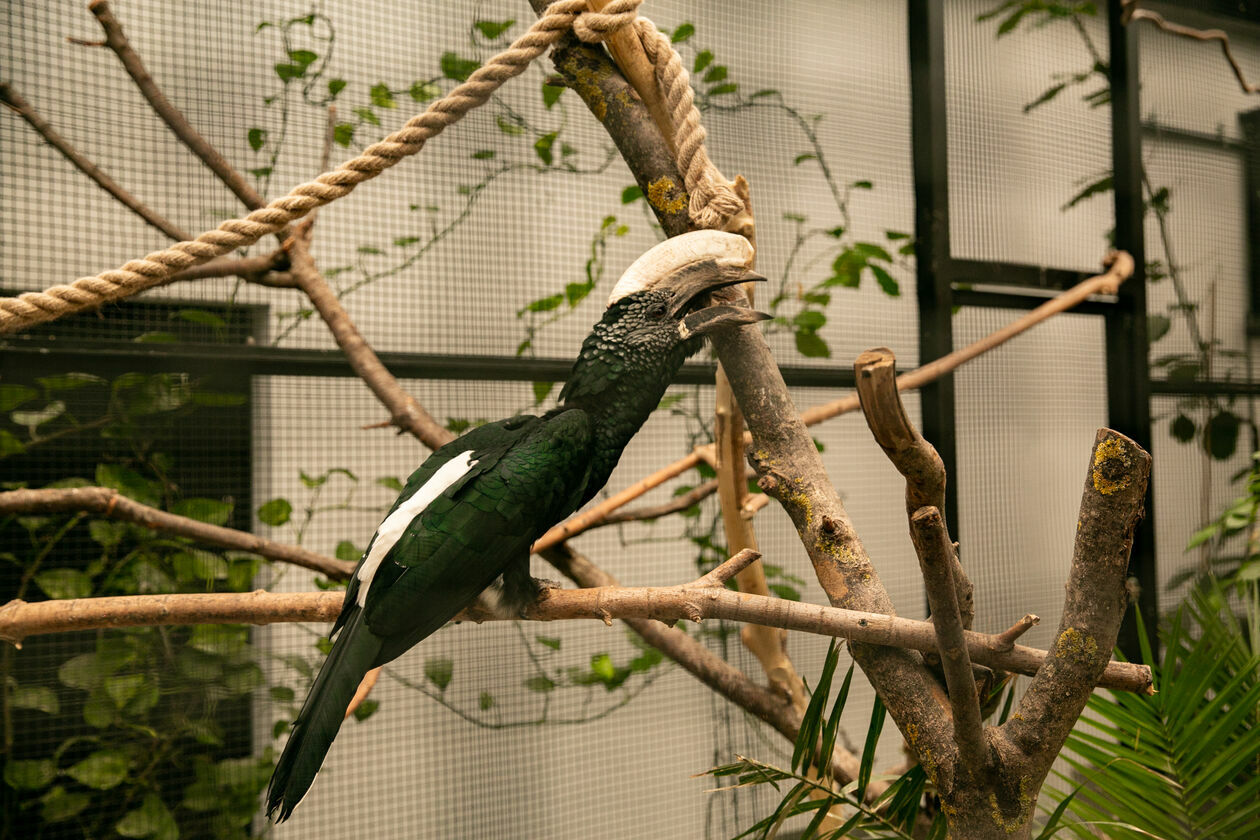  Ogród Zoologiczny w Zamościu (zdjęcie 1) - Autor: Kazimierz Chmiel