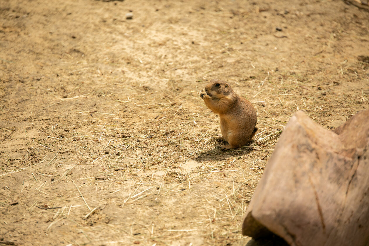  Ogród Zoologiczny w Zamościu (zdjęcie 1) - Autor: Kazimierz Chmiel