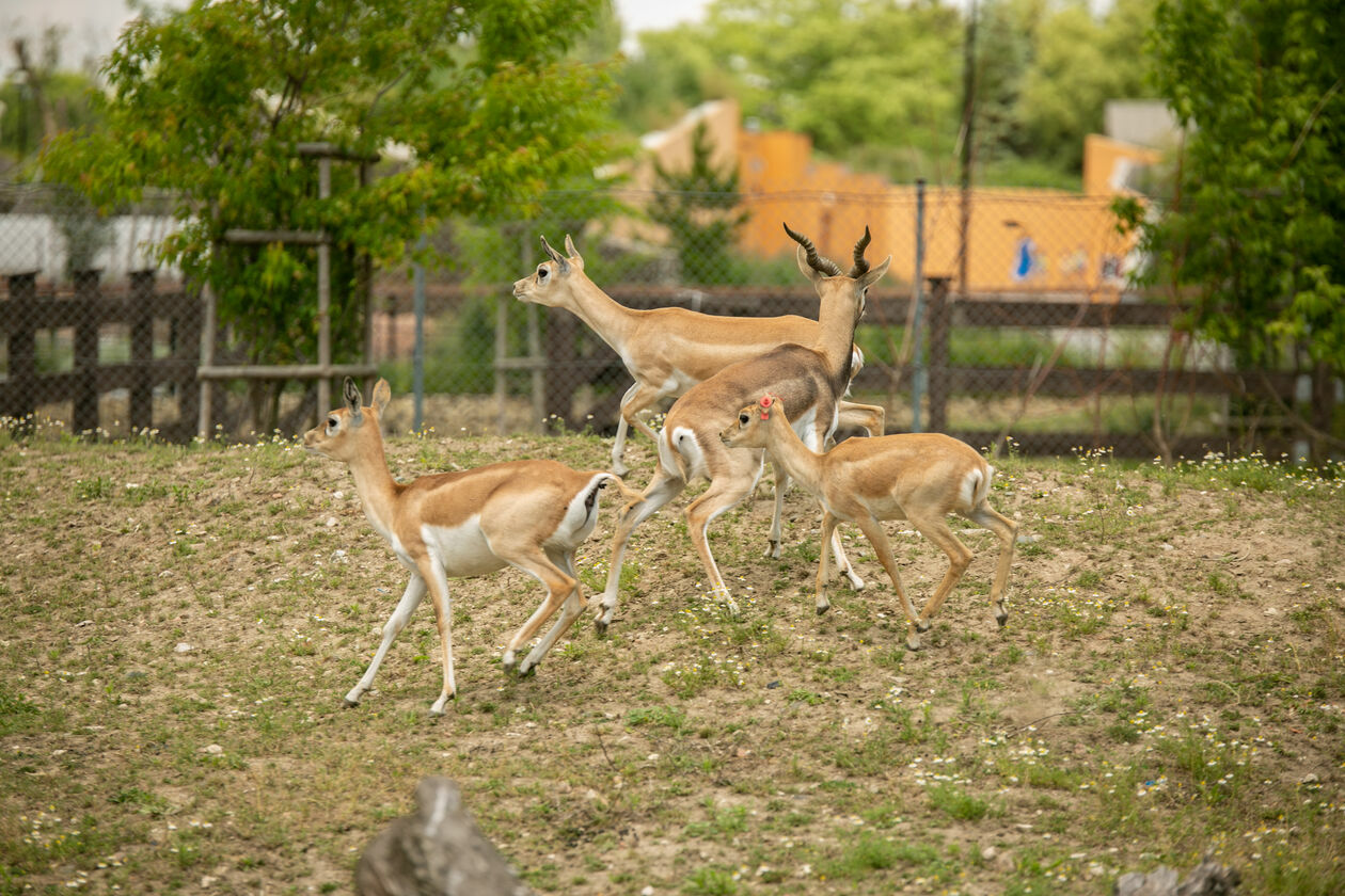  Ogród Zoologiczny w Zamościu (zdjęcie 1) - Autor: Kazimierz Chmiel