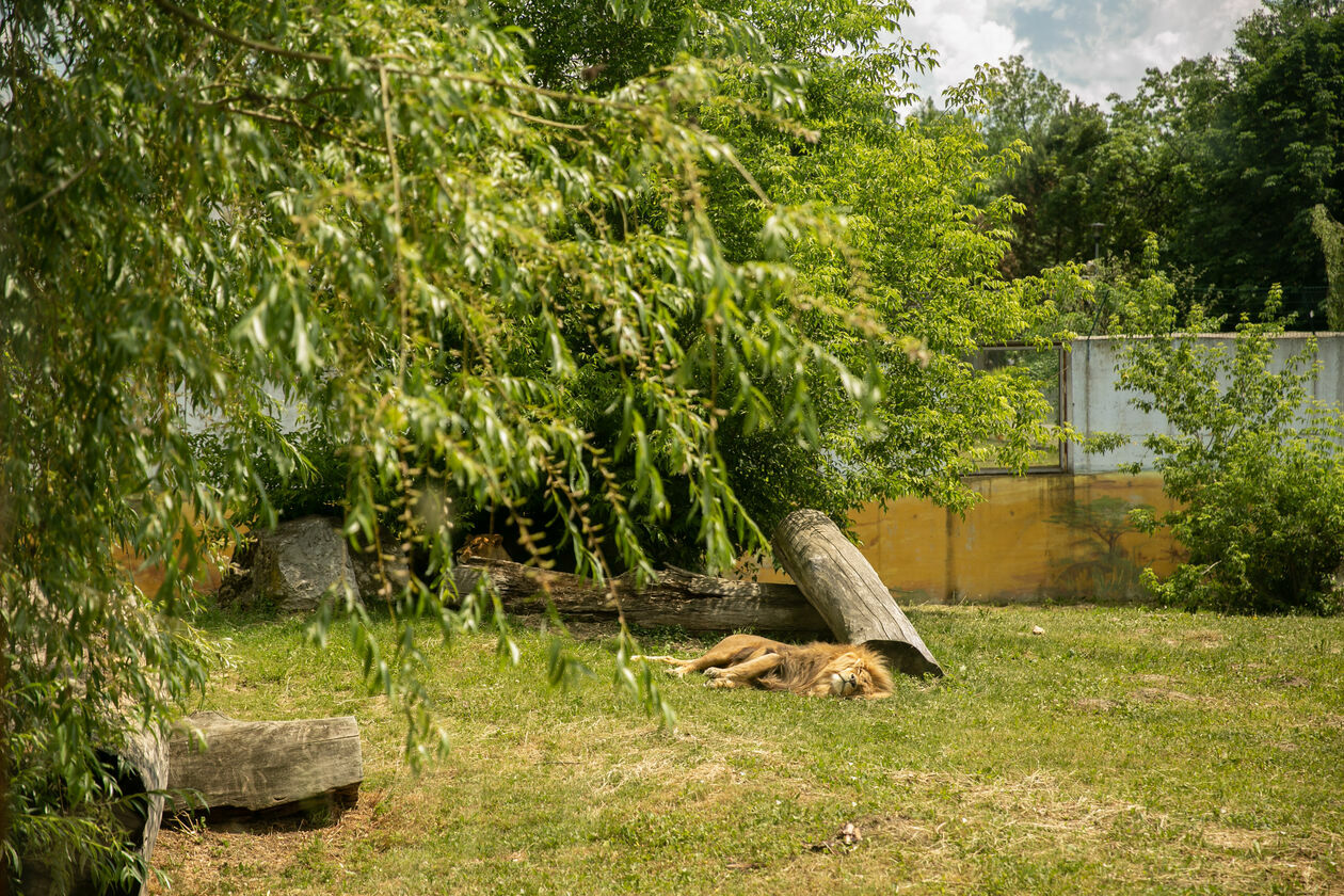  Ogród Zoologiczny w Zamościu (zdjęcie 1) - Autor: Kazimierz Chmiel