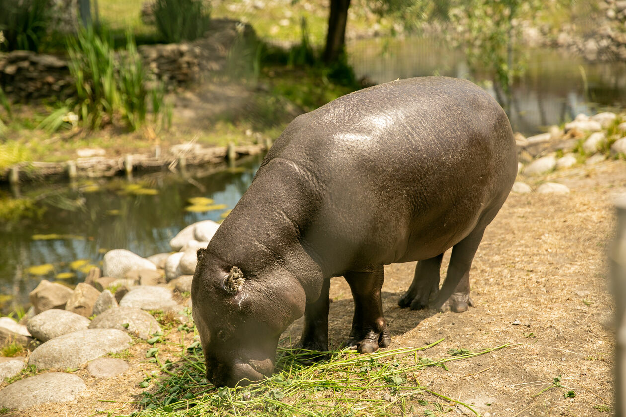  Ogród Zoologiczny w Zamościu (zdjęcie 1) - Autor: Kazimierz Chmiel