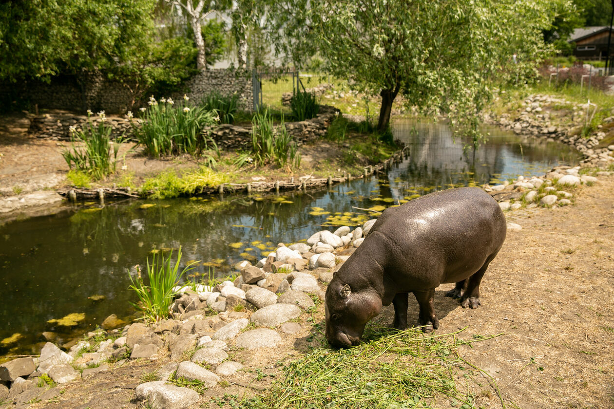  Ogród Zoologiczny w Zamościu (zdjęcie 1) - Autor: Kazimierz Chmiel