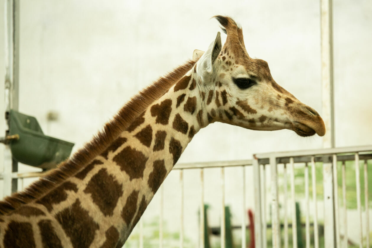  Ogród Zoologiczny w Zamościu (zdjęcie 1) - Autor: Kazimierz Chmiel