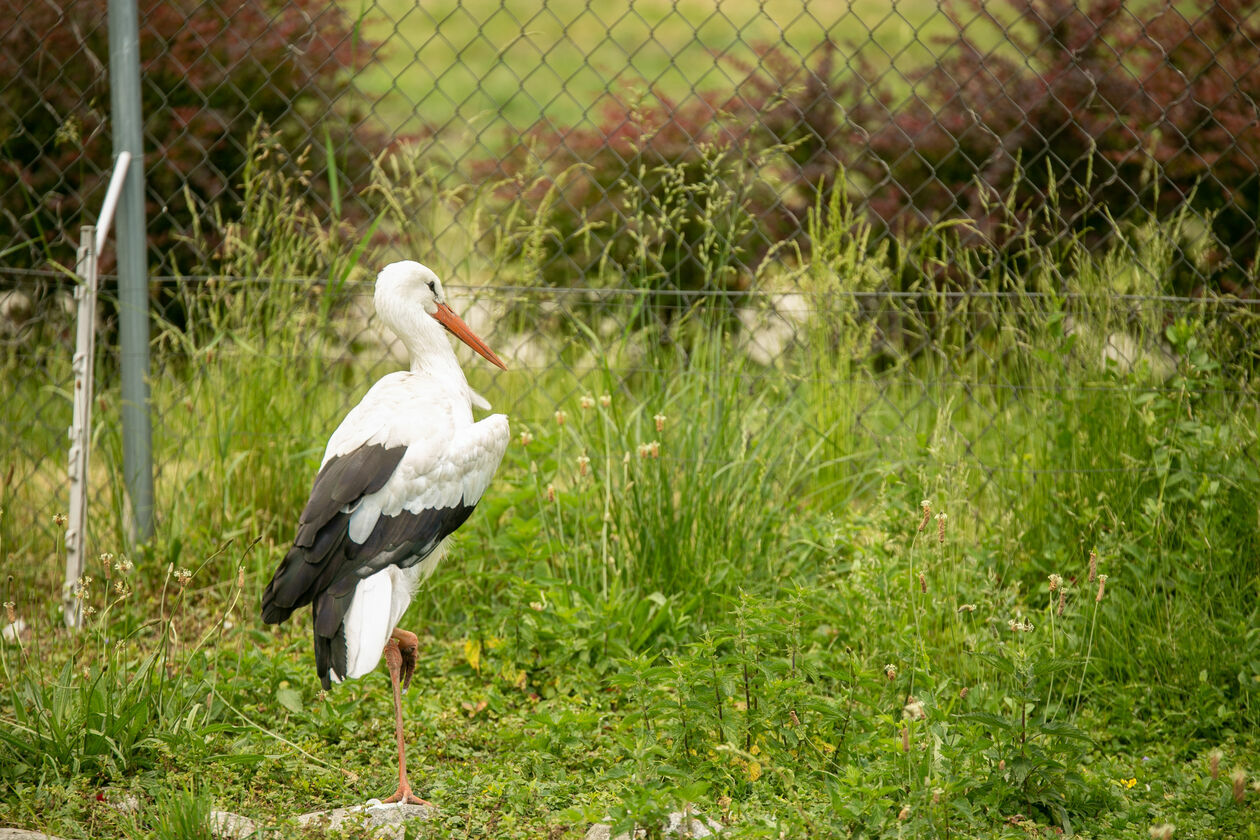  Ogród Zoologiczny w Zamościu (zdjęcie 1) - Autor: Kazimierz Chmiel