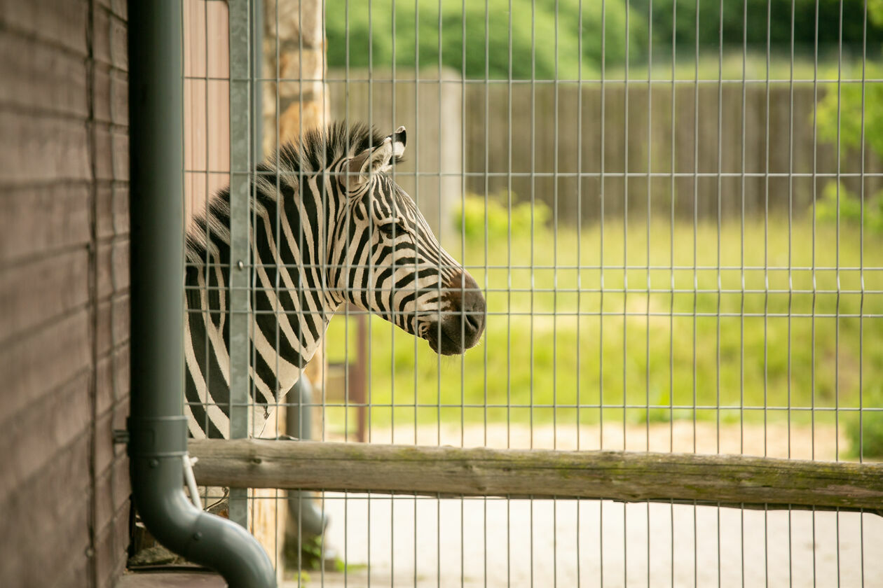  Ogród Zoologiczny w Zamościu (zdjęcie 1) - Autor: Kazimierz Chmiel