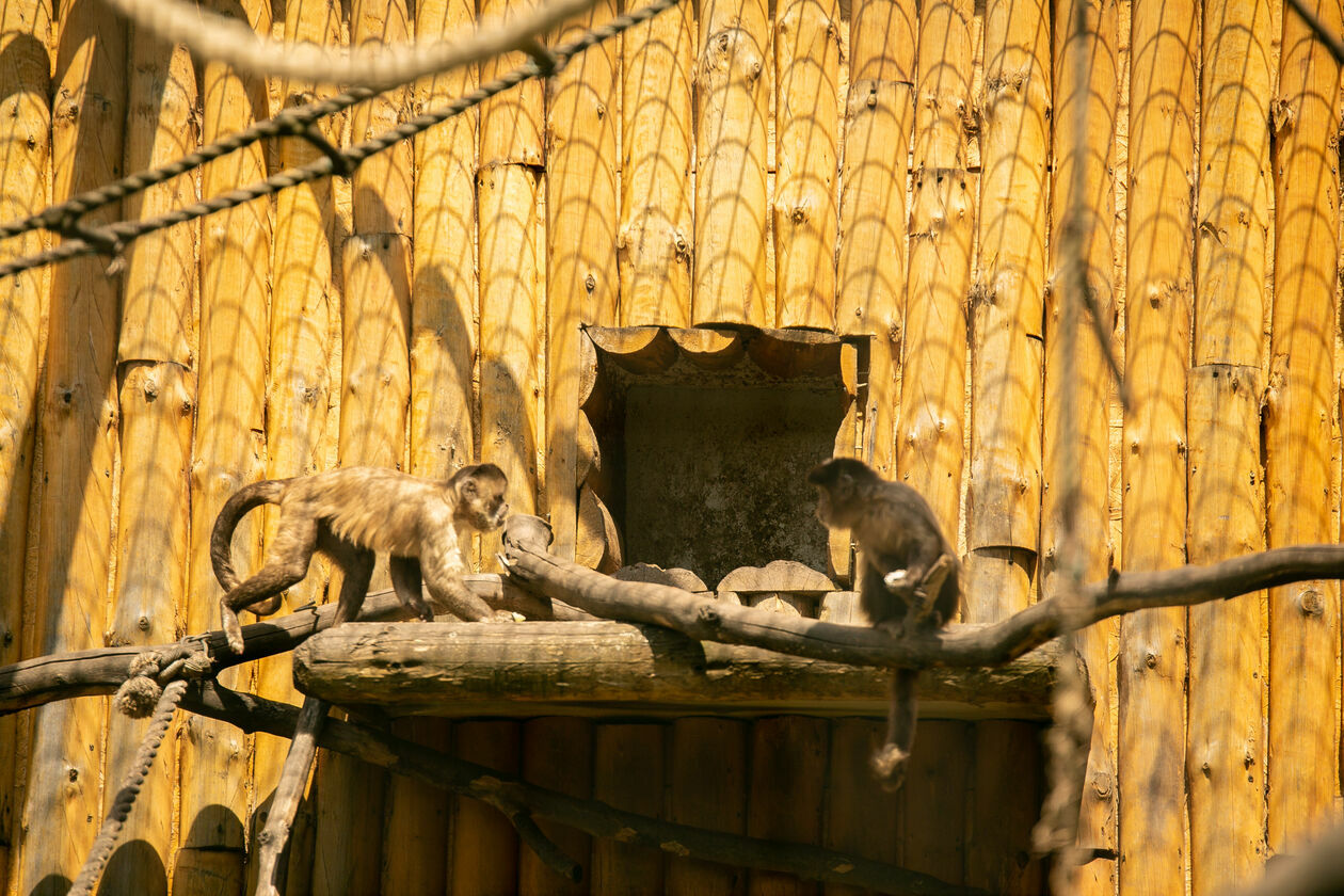  Ogród Zoologiczny w Zamościu (zdjęcie 1) - Autor: Kazimierz Chmiel