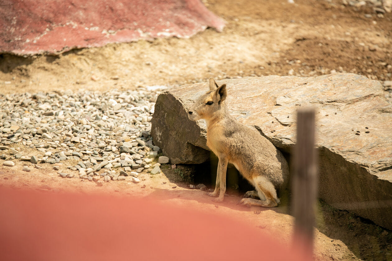  Ogród Zoologiczny w Zamościu (zdjęcie 1) - Autor: Kazimierz Chmiel