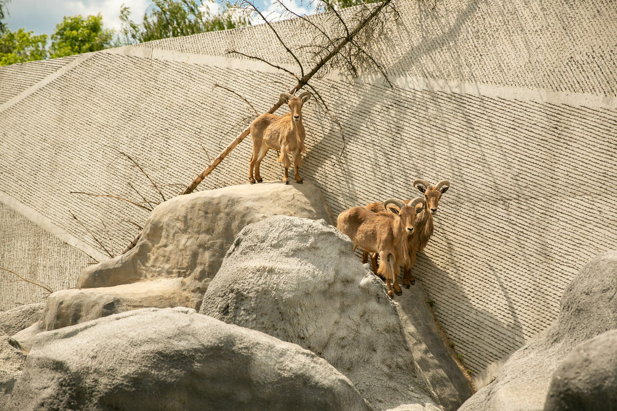  Ogród Zoologiczny w Zamościu (zdjęcie 1) - Autor: Kazimierz Chmiel