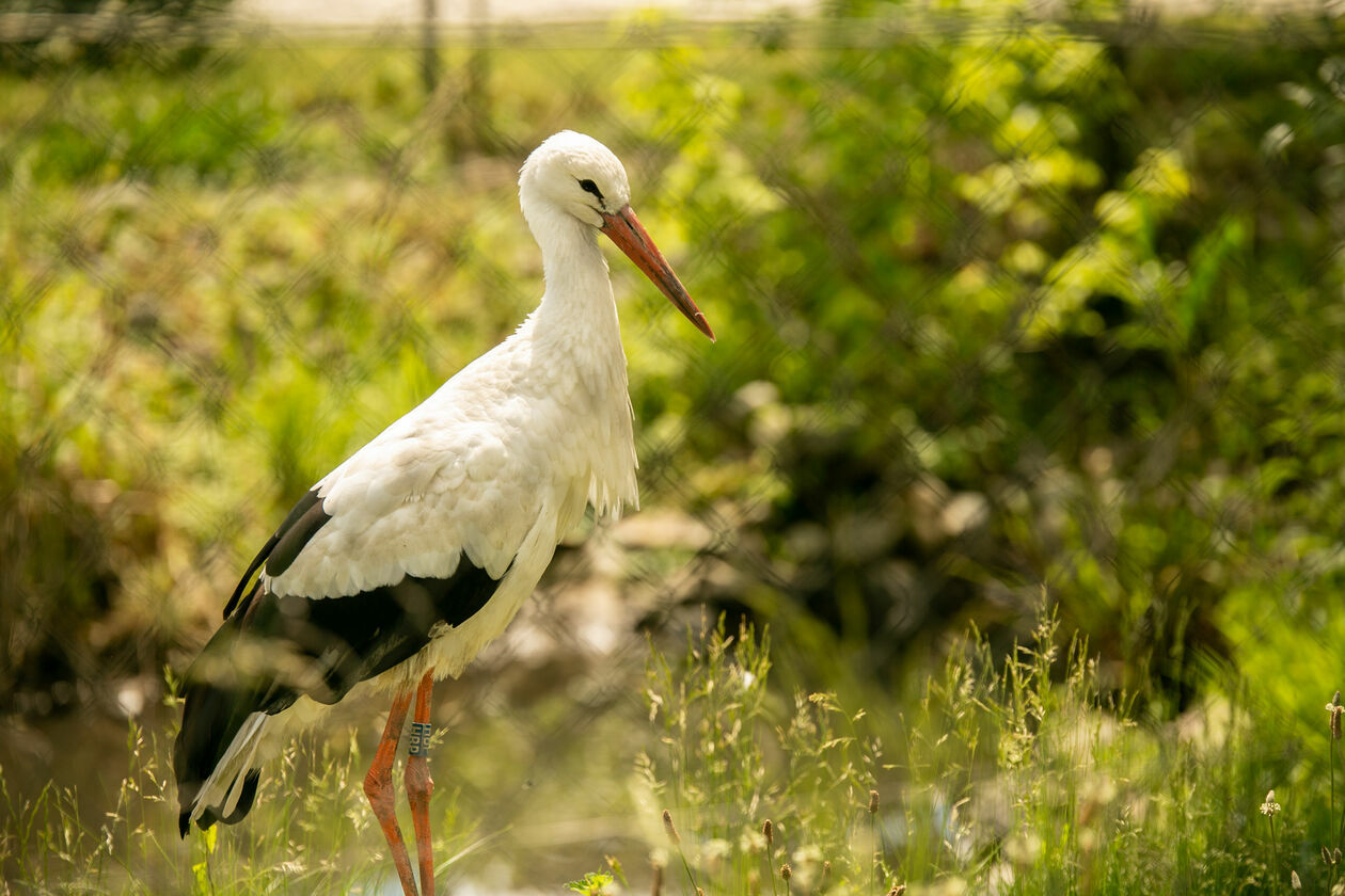  Ogród Zoologiczny w Zamościu (zdjęcie 1) - Autor: Kazimierz Chmiel