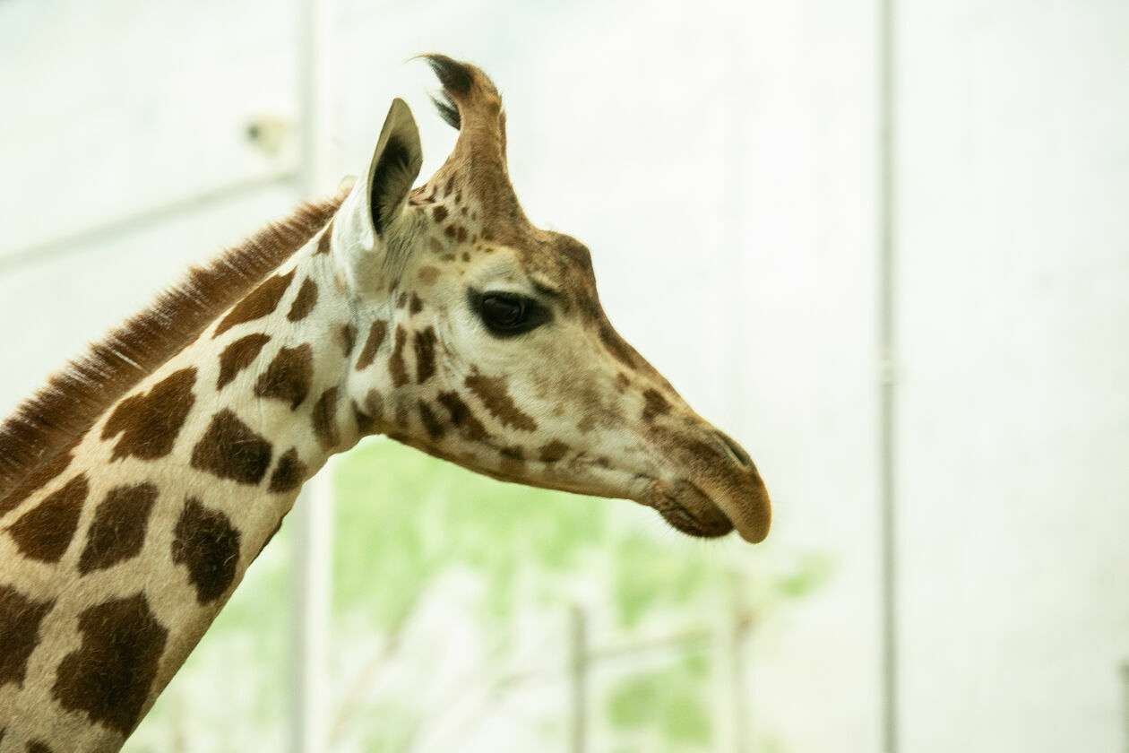  Ogród Zoologiczny w Zamościu (zdjęcie 1) - Autor: Kazimierz Chmiel