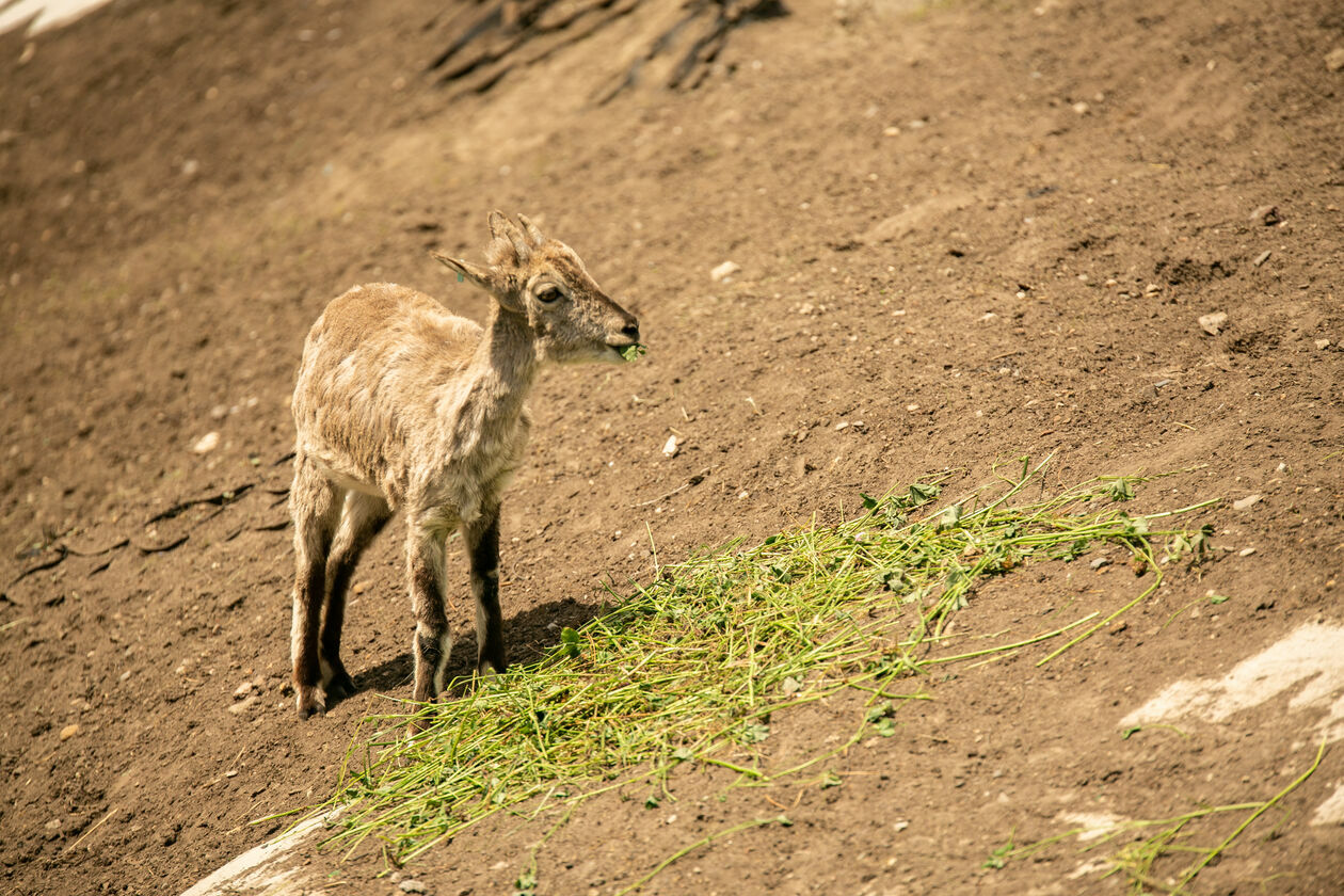  Ogród Zoologiczny w Zamościu (zdjęcie 1) - Autor: Kazimierz Chmiel