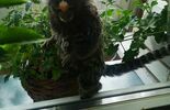 Małpa na balkonie w Chełmie (zdjęcie 2)
