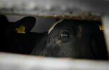 Transport krów zatrzymany w Parczewie (zdjęcie 5)