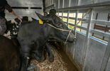 Transport krów zatrzymany w Parczewie (zdjęcie 2)