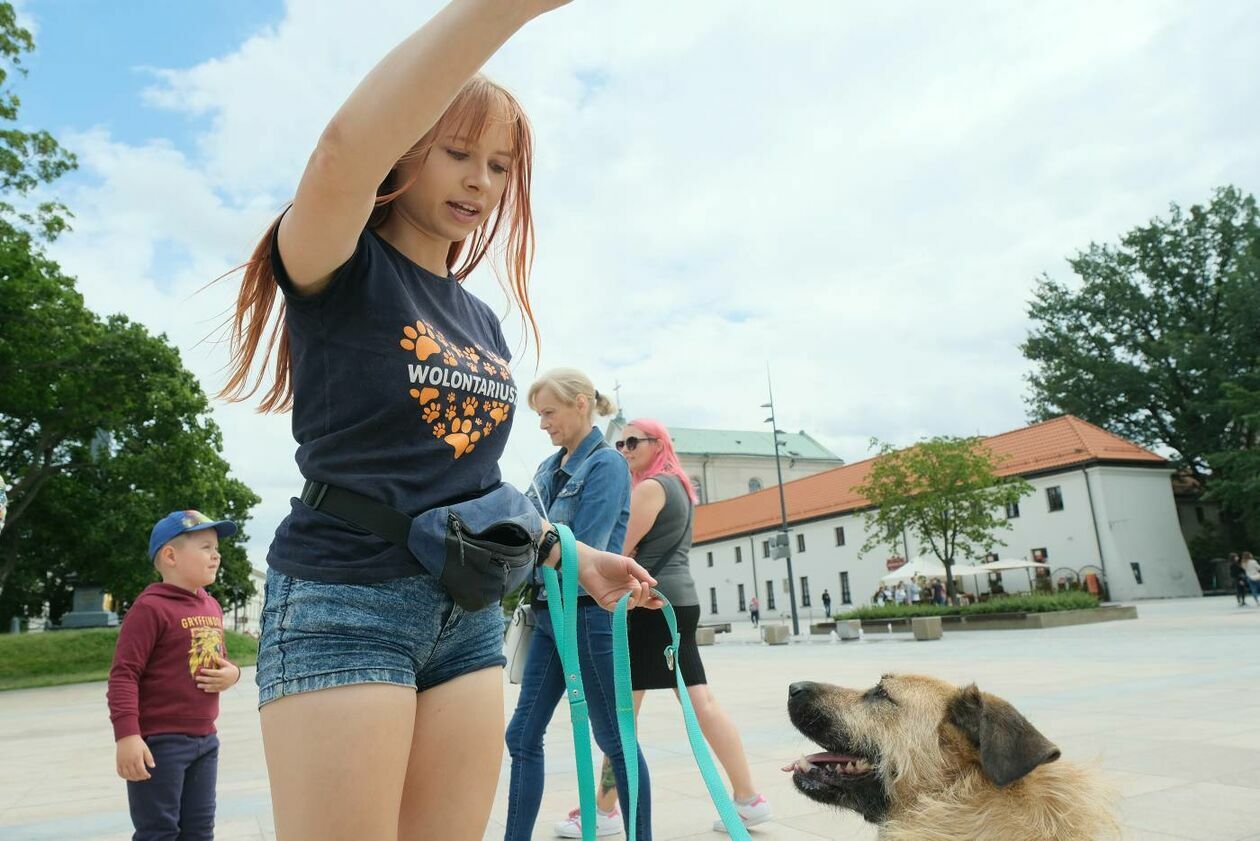 Wybierz właśnie Mnie! - akcja promująca adopcję zwierząt na Placu Litewskim - Autor: Maciej Kaczanowski