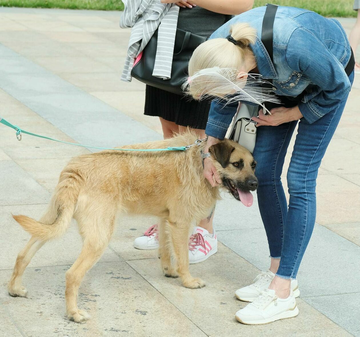  Wybierz właśnie Mnie! - akcja promująca adopcję zwierząt na Placu Litewskim (zdjęcie 21) - Autor: Maciej Kaczanowski