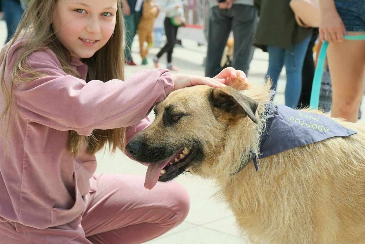  Wybierz właśnie Mnie! - akcja promująca adopcję zwierząt na Placu Litewskim (zdjęcie 8) - Autor: Maciej Kaczanowski