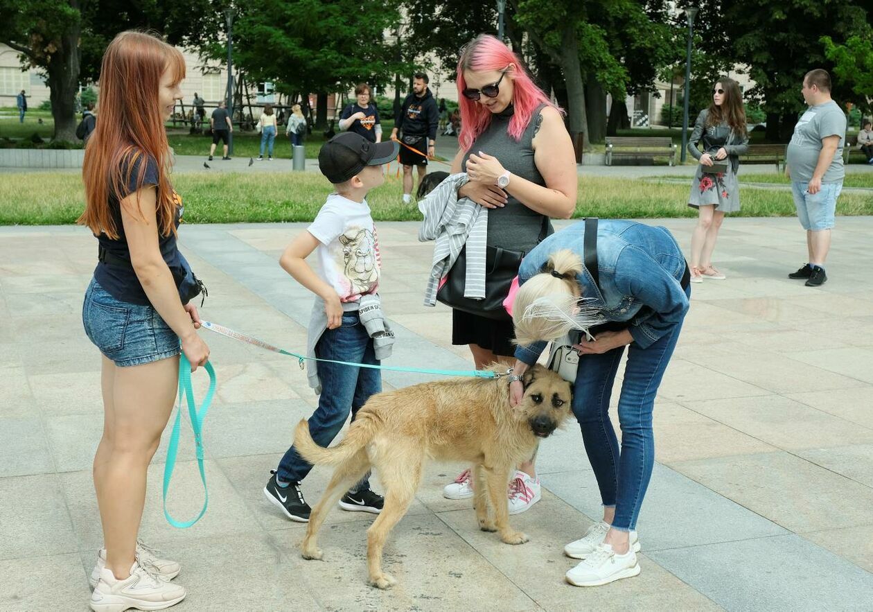  Wybierz właśnie Mnie! - akcja promująca adopcję zwierząt na Placu Litewskim (zdjęcie 20) - Autor: Maciej Kaczanowski