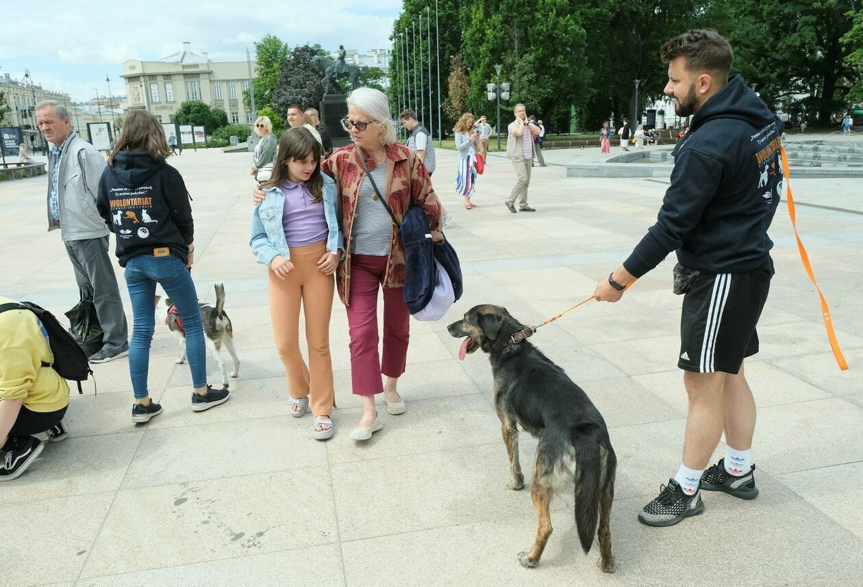  Wybierz właśnie Mnie! - akcja promująca adopcję zwierząt na Placu Litewskim (zdjęcie 12) - Autor: Maciej Kaczanowski