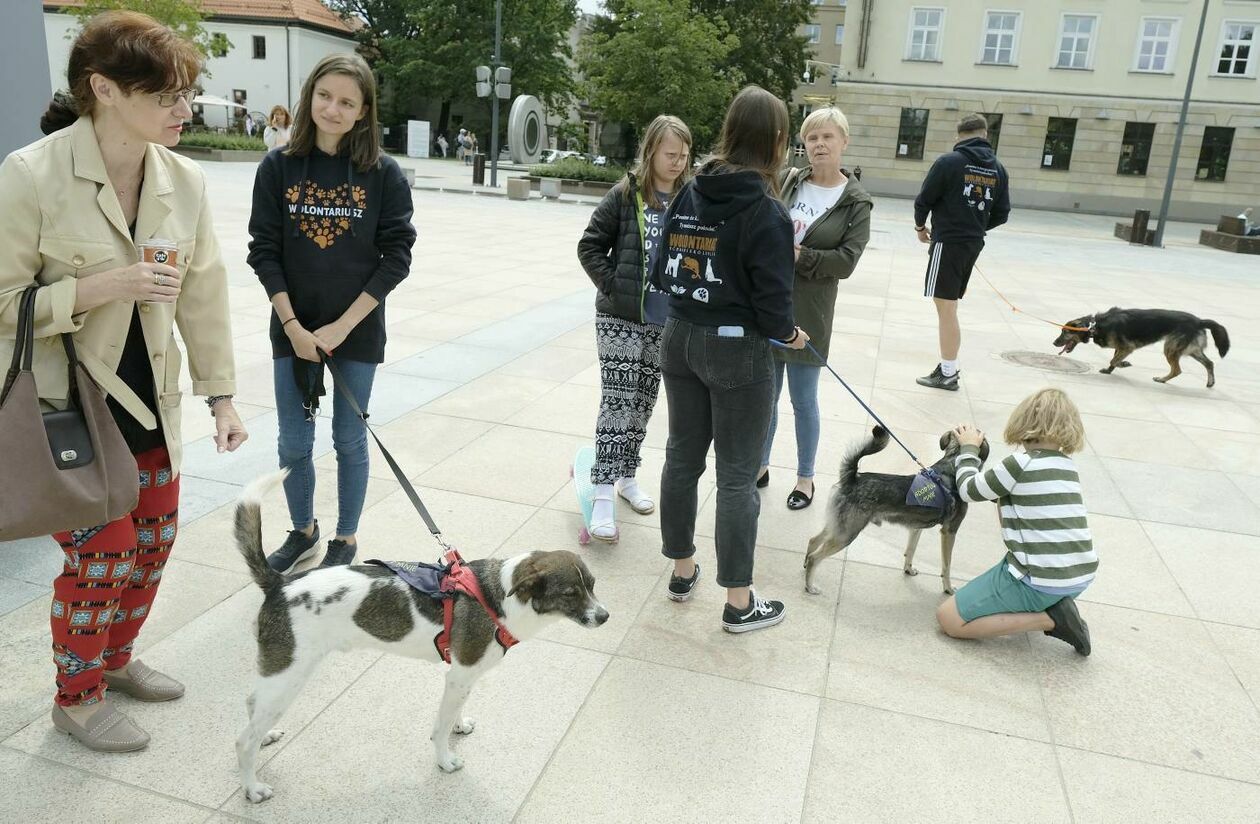 Wybierz właśnie Mnie! - akcja promująca adopcję zwierząt na Placu Litewskim (zdjęcie 18) - Autor: Maciej Kaczanowski