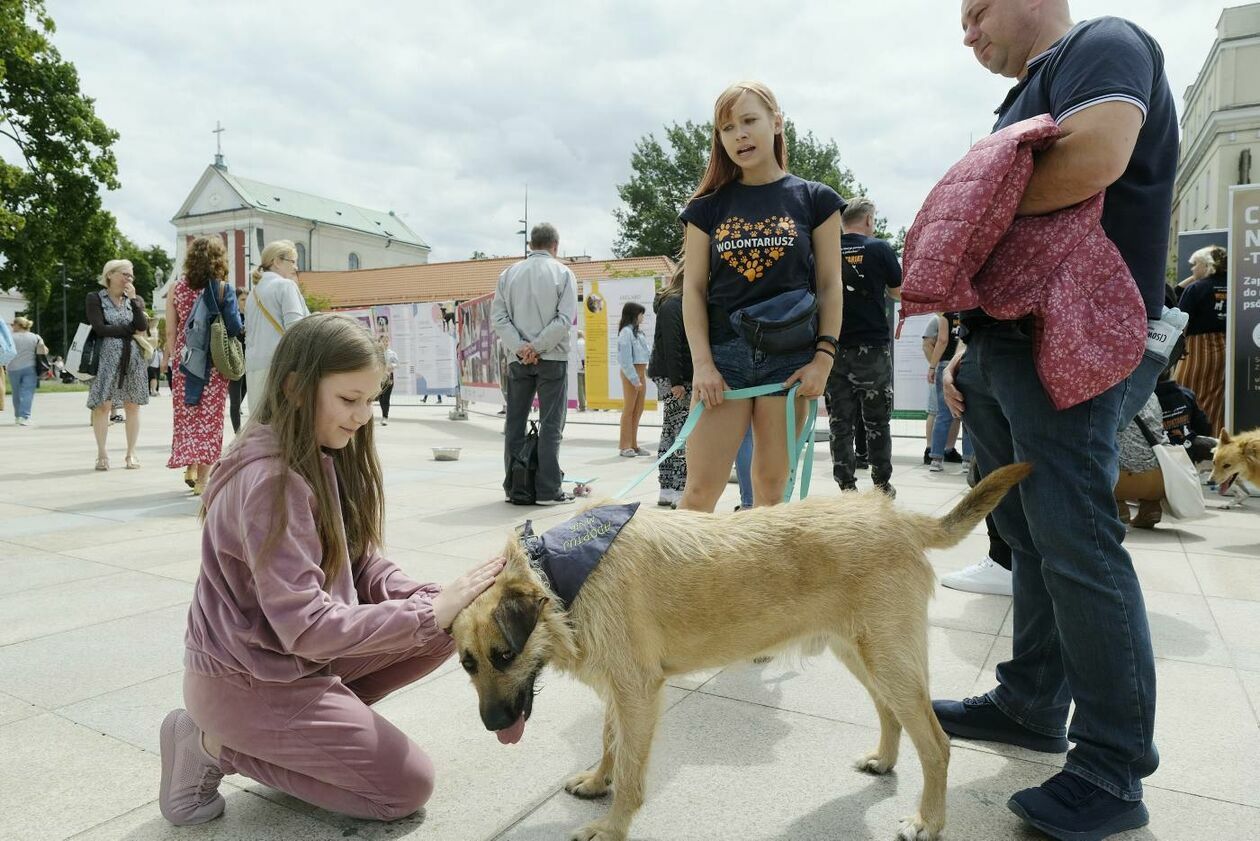  Wybierz właśnie Mnie! - akcja promująca adopcję zwierząt na Placu Litewskim (zdjęcie 9) - Autor: Maciej Kaczanowski