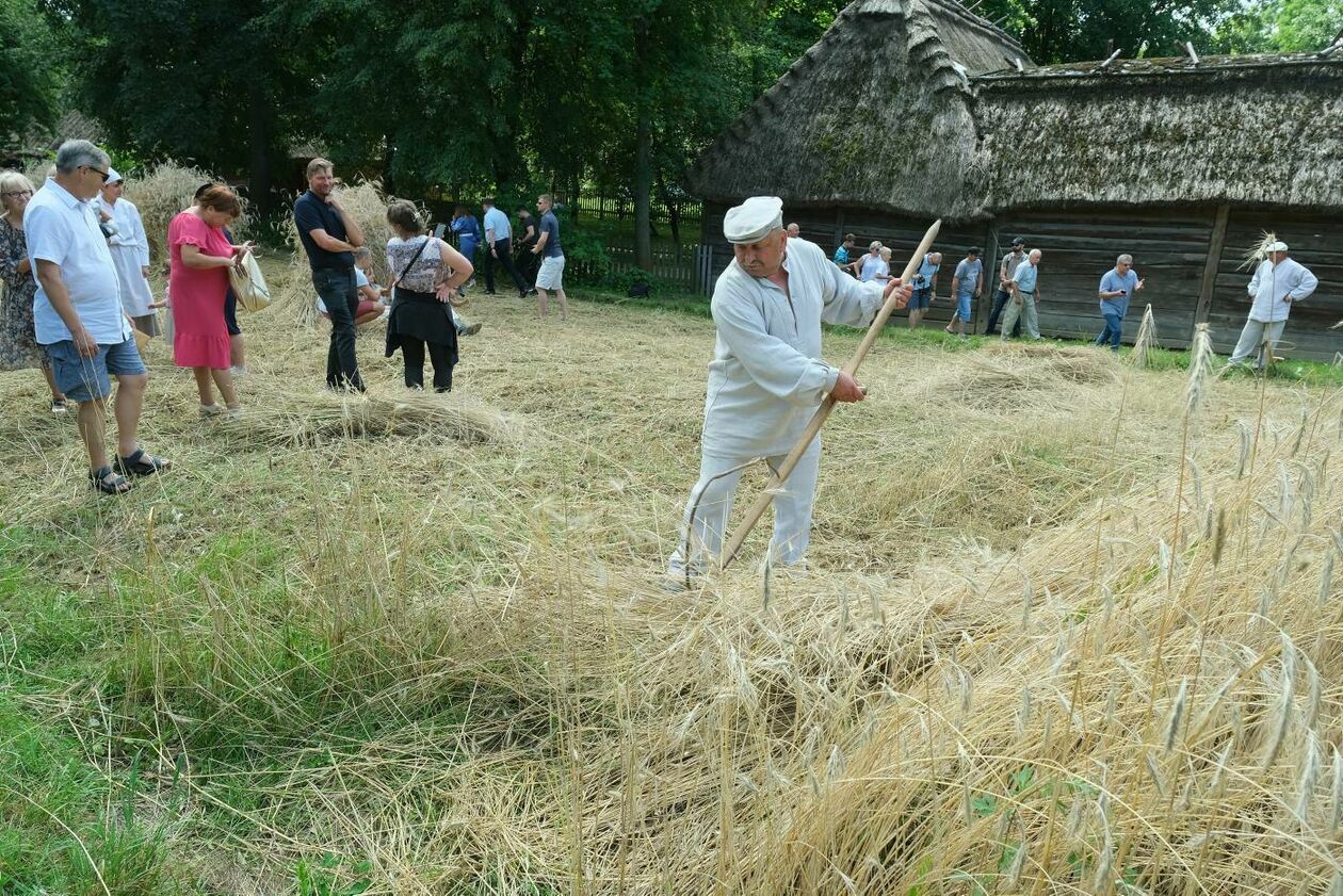  Żniwa w lubelskim skansenie (zdjęcie 16) - Autor: Maciej Kaczanowski