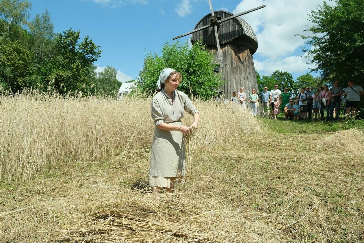  Żniwa w lubelskim skansenie (zdjęcie 6) - Autor: Maciej Kaczanowski