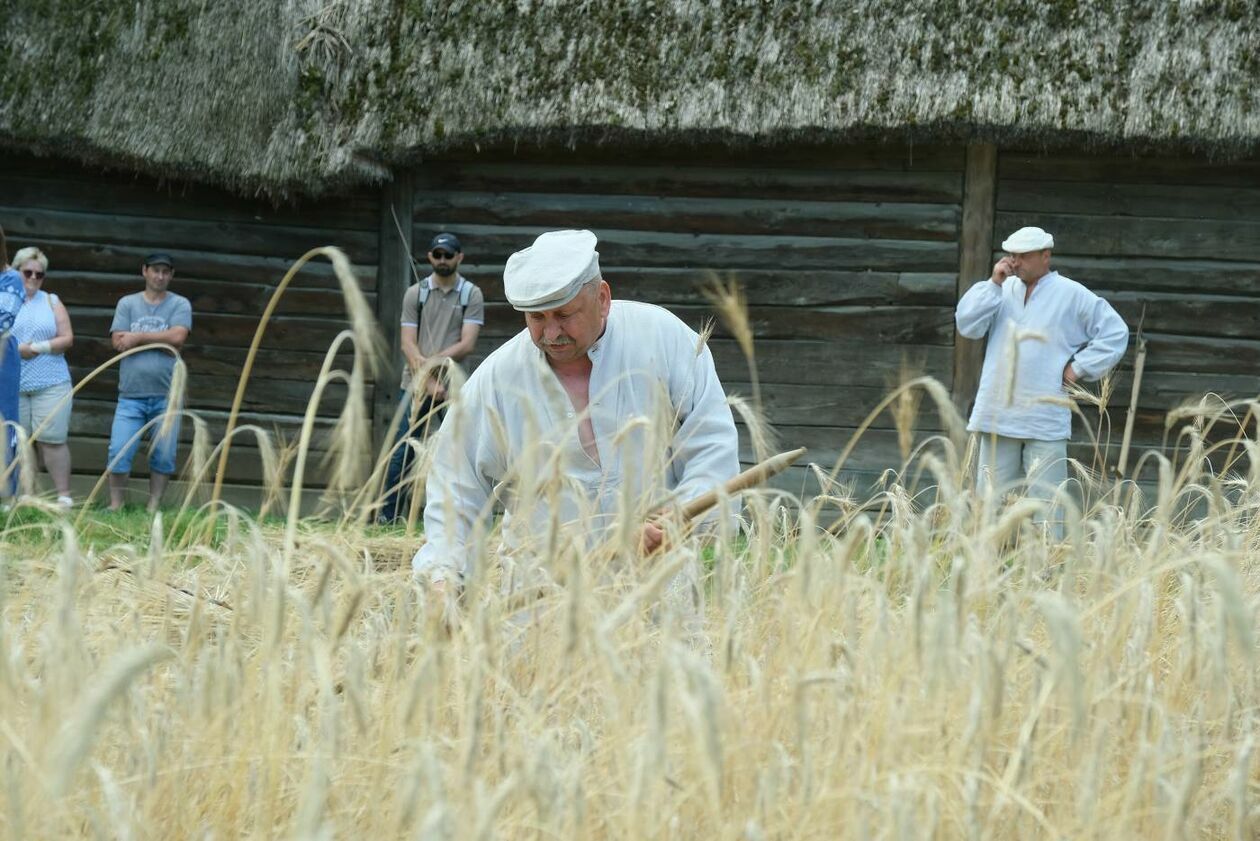  Żniwa w lubelskim skansenie (zdjęcie 14) - Autor: Maciej Kaczanowski